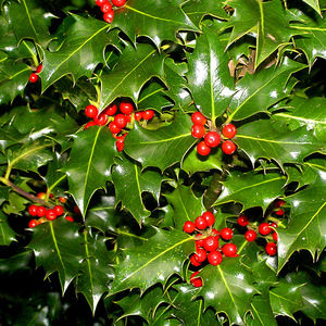 Ilex aquifolium (vak beplanting)