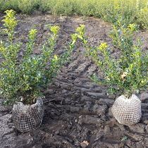 Ilex aquifolium 'Alaska' (vak beplanting)