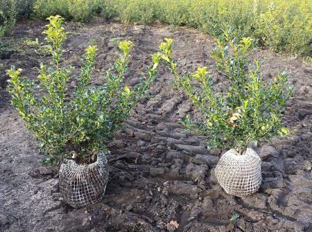 Ilex aquifolium 'Alaska' (vak beplanting)