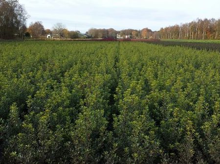 Ilex aquifolium 'Alaska' (vak beplanting)