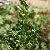 Ilex crenata 'Stokes'  