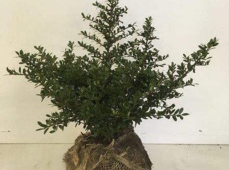 Ilex crenata 'Stokes'  