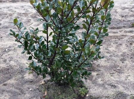 Ilex meserveae 'Blue Prince'  