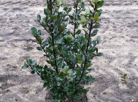 Ilex meserveae 'Blue Prince'  