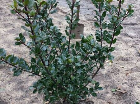 Ilex meserveae 'Blue Prince'  