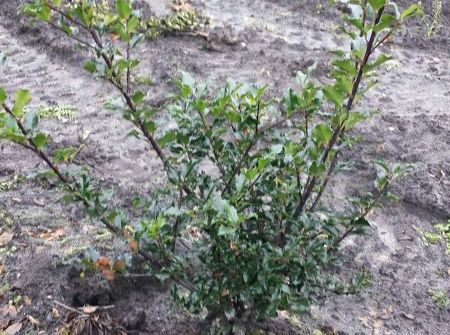 Ilex meserveae 'Blue Princess'  