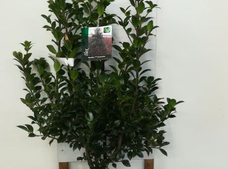 Ilex meserveae 'Heckenfee' ®