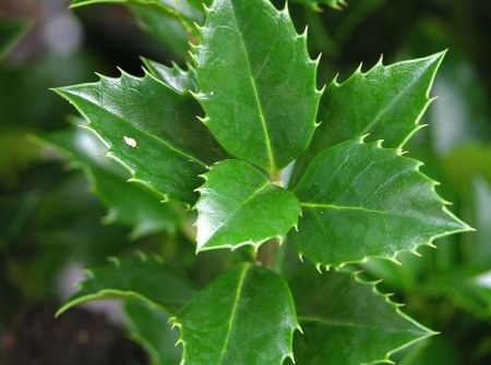 Ilex meserveae 'Heckenpracht' ®