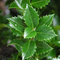 Ilex meserveae 'Heckenpracht' ®