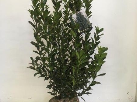 Ilex meserveae 'Heckenpracht' ®