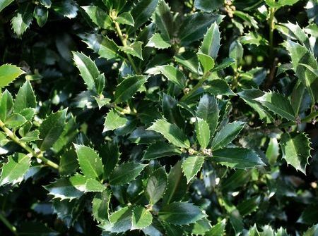 Ilex meserveae 'Heckenpracht' ®