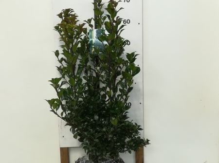 Ilex meserveae 'Heckenstar' ®