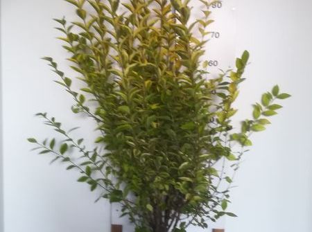 Ligustrum ovalifolium 'Aureum'