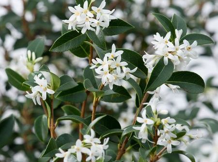 Osmanthus burkwoodii