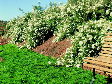 Rosa Alba Meidiland ®