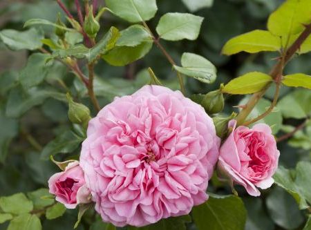 Rosa Pink Swany ®