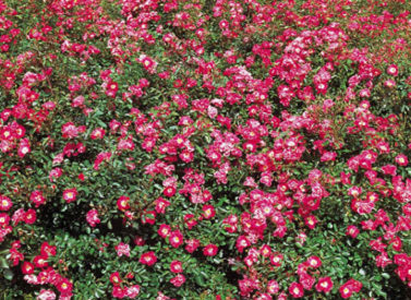 Rosa Fuchsia Meidiland ®