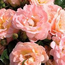 Rosa Peach Drift ®