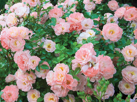 Rosa Peach Drift ®