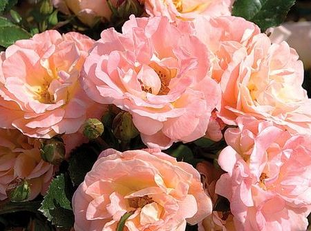 Rosa Peach Drift ®