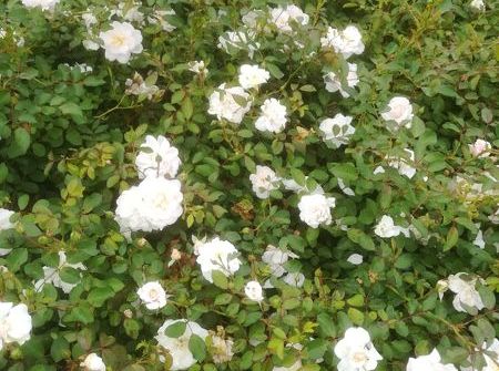 Rosa Pearl Meidiland ®