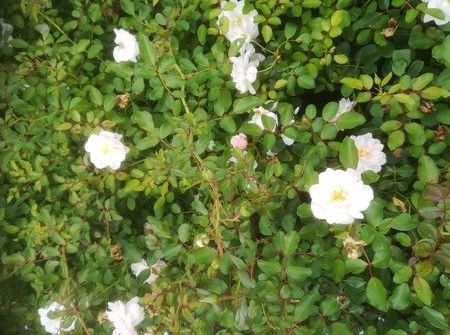 Rosa Pearl Meidiland ®