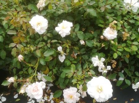 Rosa Pearl Meidiland ®