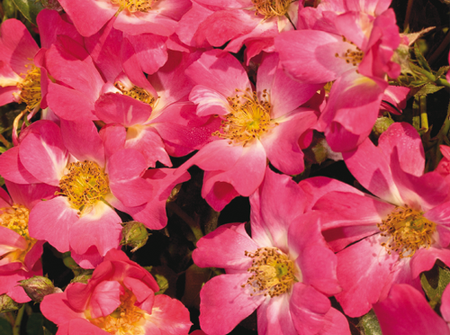 Rosa Pink Drift ®