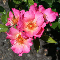 Rosa Pretty Sunrise ® 