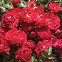 Rosa Red Drift ®