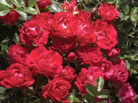 Rosa Red Drift ®