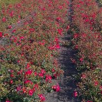 Rosa Red Meidiland ®