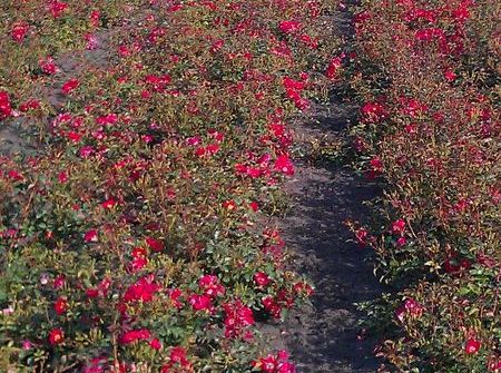 Rosa Red Meidiland ®