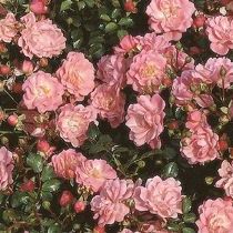 Rosa Satina ®