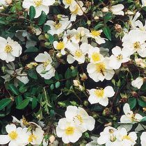 Rosa White Decumba ®