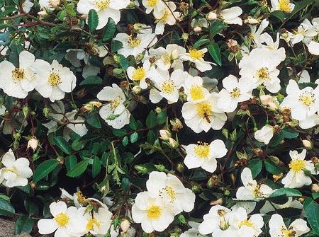 Rosa White Decumba ®