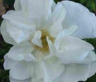 Rosa Blanc Double de Coubert