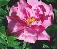 Rosa Dwarf Pavement ®