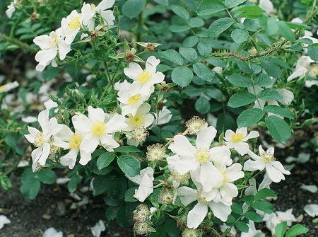 Rosa paulii