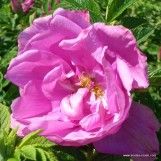 Rosa Pink Roadrunner ®