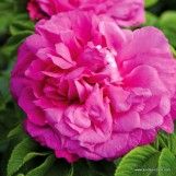 Rosa Purple Roadrunner ®