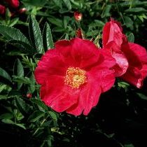 Rosa Rote Hannover ®