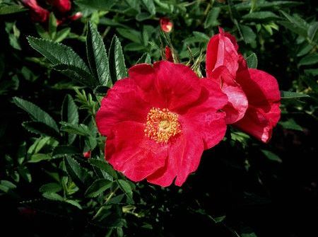 Rosa Rote Hannover ®