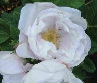 Rosa Schneekoppe