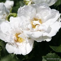 Rosa White Roadrunner ®