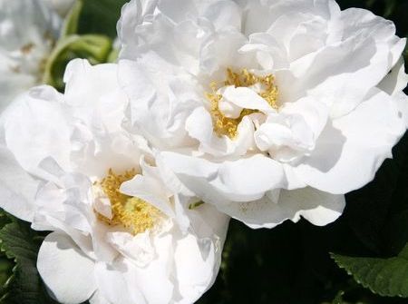 Rosa White Roadrunner ®