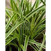 Carex morrowii 'Ice Dance'