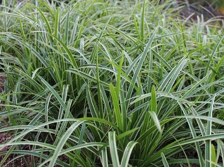 Carex morrowii 'Ice Dance'