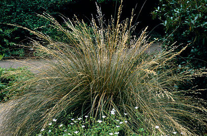 Deschampsia cespitosa 'Bronzescheier'