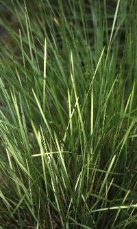 Deschampsia cespitosa 'Goldschleier'